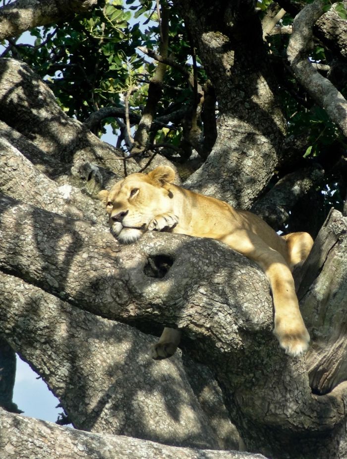 Tanzania camping safari